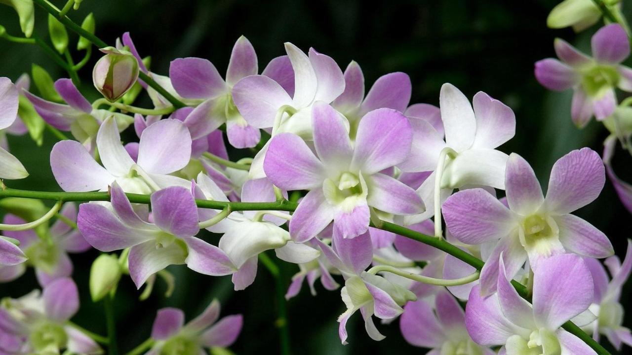 Orchid Haven Hostel Cameron Highlands Buitenkant foto